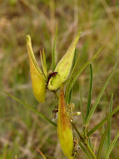 {Asclepias hirtella}